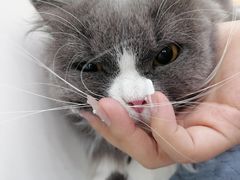 -瑞鹏宠物医院犬猫全科(真大分院)