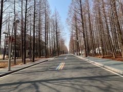 -日照海滨国家森林公园