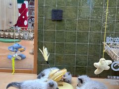 -帕帕拉兹宠物(亚洲旗舰店)