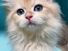 -猫宠乐园·专业洗护