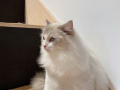 -瞄一喵猫咖(格力海岸店)