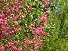 -元大都城垣遗址公园