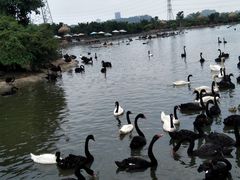 -广州长隆飞鸟乐园