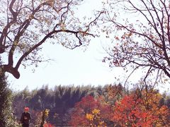 -塔川景区
