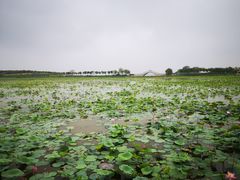 -天津东丽湖风景区