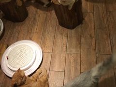 -more than meow吴止猫主题餐厅(承德 中船汇店)