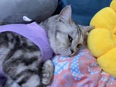 -宠颐生宠物医院·心肾内科·猫专科诊疗中心宠巢店
