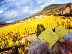 蔺大妈松花糕-蔺大妈松花糕