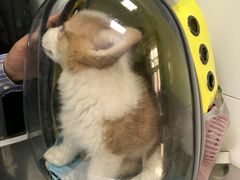 -北京赛佳动物医院