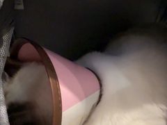 -御宝贝·A梦猫科宠物医院(国际猫友好医院)