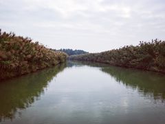 -大湾区中央湿地公园