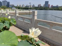 -莲花池公园