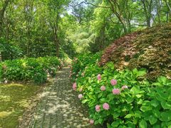 -上海滨江森林公园