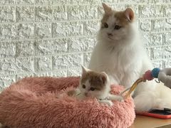 -平行世界·猫咖(首经贸店)