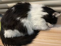 -平行世界·猫咖(首经贸店)