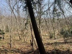 -冶父山国家森林公园