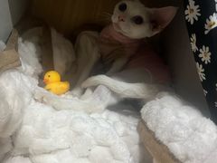 -猫大福·Fortune Cat猫舍(百子湾店)