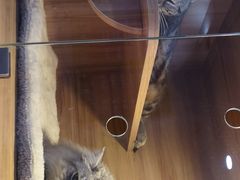 -喵百万·布偶·蓝金金渐层英短·猫舍(百子湾店)