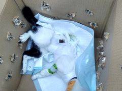 -佳怡动物医院·平价24小时·猫专科骨外科