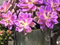 -花鸟鱼虫鲜花绿植市场(玉泉路店)