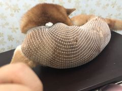-萌兽医馆·绝育·24小时内科·宠物医院(德胜店)