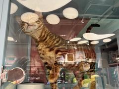 -FAELING PETS美天灵宠物(合生汇店)