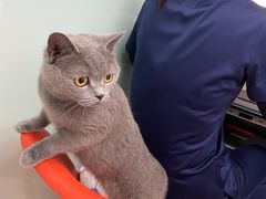 -纳吉亚猫专科动物医院博雅分院