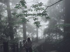 -天目山大树王景区