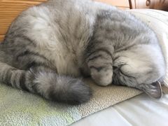 -宠爱国际动物医院· 猫科· 外科·中兽医(长白店)