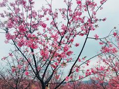-天适樱花悠乐园