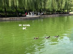 -团结湖公园