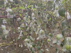 -天适樱花悠乐园