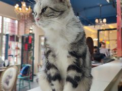 -猫小院猫主题餐厅(南锣旗舰店)