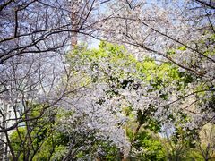 -西北湖绿化广场