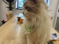 -楼上猫咖(罗湖店)