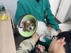 -派美特宠物医院·核磁CT·骨科肿瘤·疑难转诊(沈农禾丰店)
