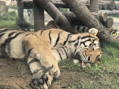 -西霞口神雕山野生动物世界