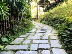 -深圳仙湖植物园