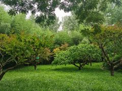 -莲花池公园