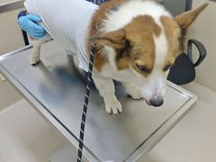 -爱妮康宠物医院·干细胞免疫细胞·肿瘤·心脏(张江店)