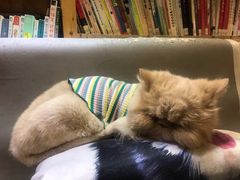 -小时光咖啡馆(开森度假森林店)