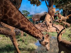 -国家自然博物馆