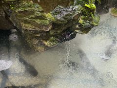 -爱你您·自家鱼塘·活水喷泉鱼火锅(八里店)