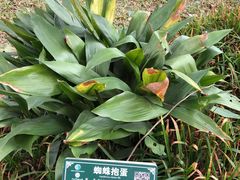 -广西壮族自治区药用植物园