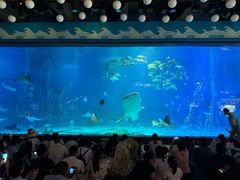 -烟台海昌鲸鲨海洋公园