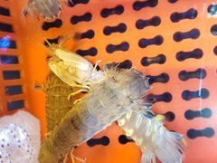 -巽寮印象美食部落餐厅·海鲜·地方特色菜(惠州体验店)