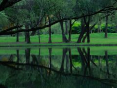 -上海共青森林公园