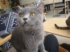 -平行世界·猫咖(首经贸店)