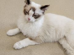 -藏猫猫咖啡主题馆(中央大道店)