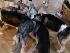 -Husky Go! 哈士奇体验馆·宠物咖啡厅狗咖